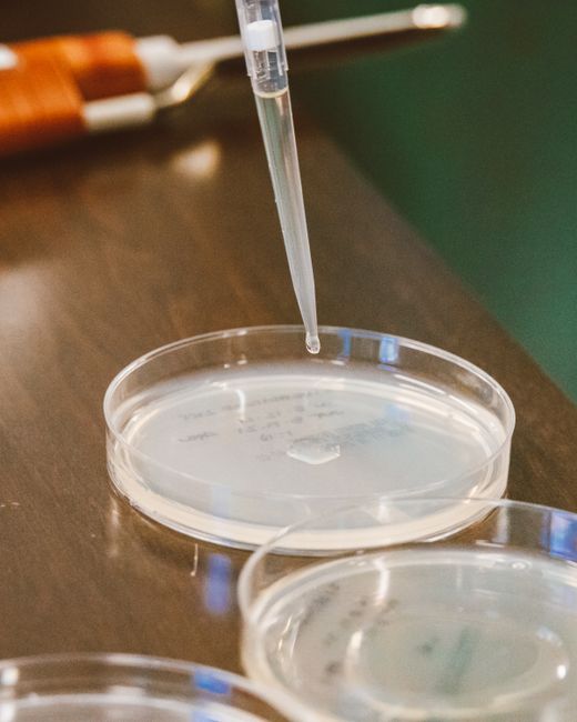 Close-up of a pipette dispensing liquid into a lab dish